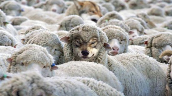 how-to-detect-a-wolf-in-sheeps-clothing-001
